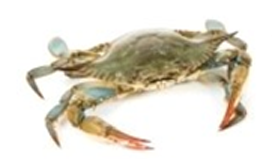 Summary of Potomac River Regulations Pertaining to Commercial Crab Potting