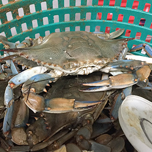Blue crab in a crab basket
